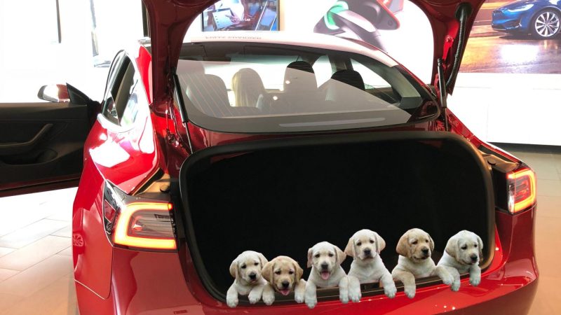 New Sales Incentivize Announced: Free Puppy with Every Tesla Delivered before Year-End